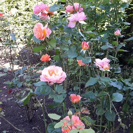 Garrane House 4* Croom